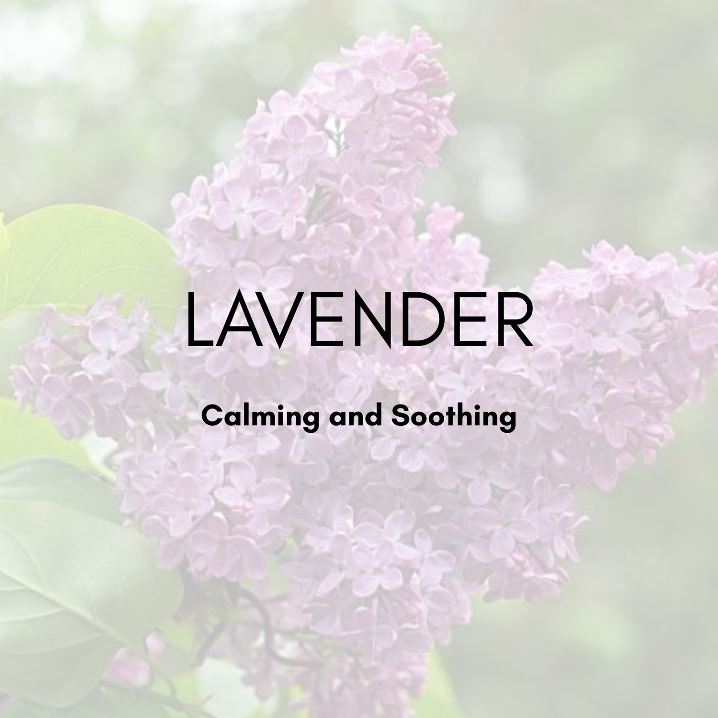 Whipped Suet Tallow - Face and Body Cream with Organic Jojoba Oil & Essential Oils